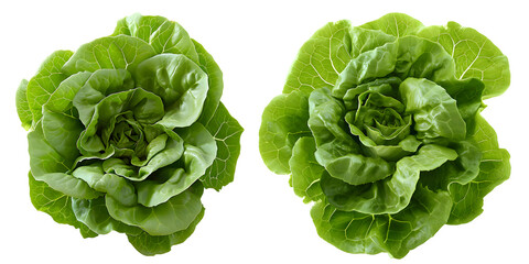 butterhead Lettuce isolated on transparent background