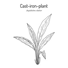 Cast-iron-plant or bar-room-plant (Aspidistra elatior), medicinal plant
