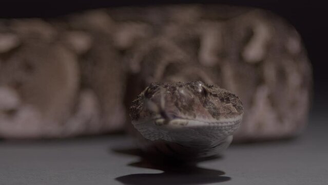 Extreme close up snake face puff adder nature documentary