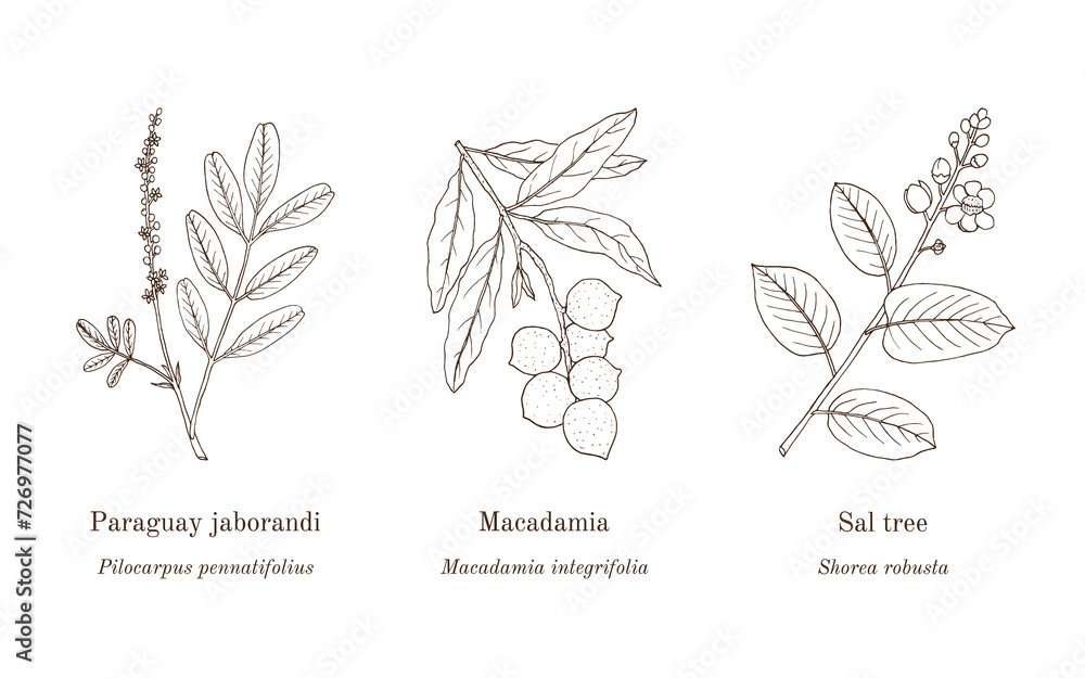 Wall mural collection of edible and medicinal plants