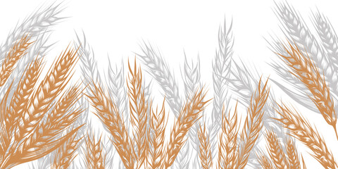 cereal border with spikelets of wheat in sketch vector illustration isolated on white. Ears of rye, barley, oats, millet for decoration, packaging and window design, bakery. © Julisart