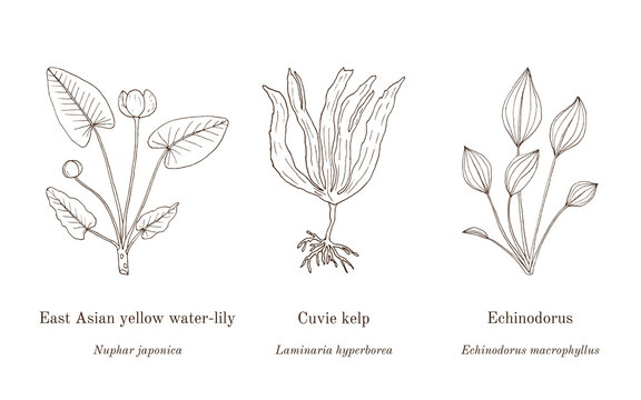 Collection of edible and medicinal plants