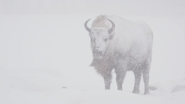 High key shot of single European buffalo standing still in heavy snowfall, slomo