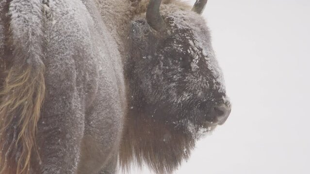 View from behind of European bison looking back as snow falls, telephoto slomo