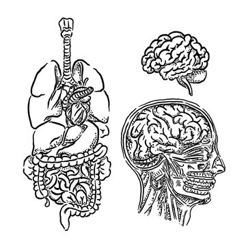 vector sketch illustration of human organs with unique design style