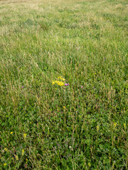 Yellow blooming flower called Ragwort in Ireland
