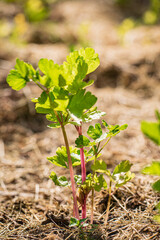 pink celery in the garden