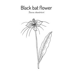 Black bat flower (Tacca chantrieri), medicinal plant