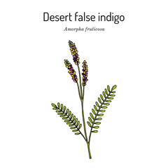 Desert false indigo (Amorpha fruticosa), medicinal plant