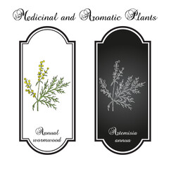 Annual wormwood or sweet sagewort (Artemisia annua), medicinal plant
