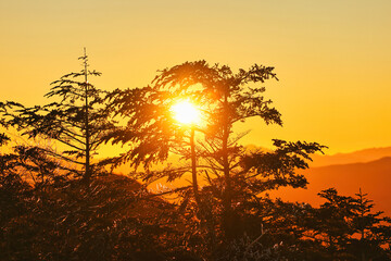 朝陽に輝く樹木