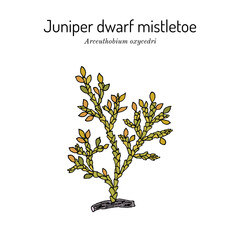 Obraz premium Juniper dwarf mistletoe (Arceuthobium oxycedri), medicinal plant