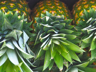 Obraz premium Group of whole ripe pineapples on a wooden shelf