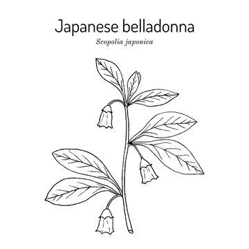 Japanese belladonna or Korean scopolia (Scopolia japonica), medicinal plant