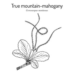 True mountain-mahogany (Cercocarpus montanus), medicinal plant