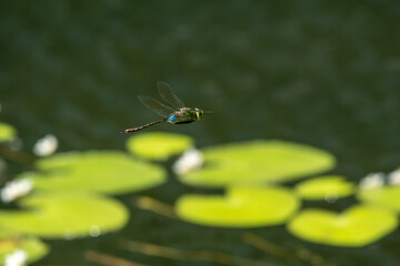 ギンヤンマ！
日本で見られるトンボの中では大型なヤンマ科のトンボです。
池の上を飛んでいました。