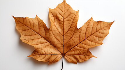 A leaf at autumn season isolated on white