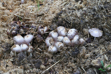 Bolbitius coprophilus, a fieldcap mushroom growing on horse manure in Finland, no common English name