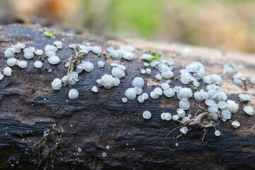 Grey disco fungus, Mollisia ventosa, growing on wet wood, cup fungus from Finland