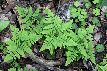 Western oakfern, Gymnocarpium dryopteris, also known as common oak fern , oak fern, or northern oak...