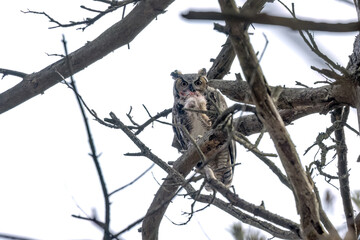 Great horned owl (Bubo virginianus), 
the male brings a portion of the hunted rabbit for the young