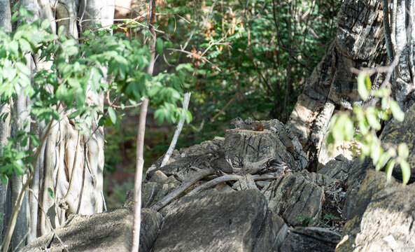 Kerodon Rupestris Resting on Rocks in Chapada Diamantina