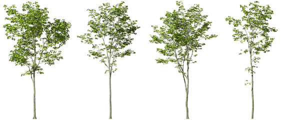 Realistic outdoor trees shapes cutout backgrounds 3d render png