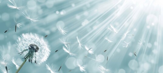 dandelion wind, in the style of light white and sky-blue