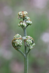 Bracken, Pteridium aquilinum, also known as brake or common bracken, new shoots of a fern from Finland