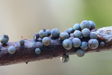 Lamproderma cristatum, a nivicolous slime mold from Finland, no common English name