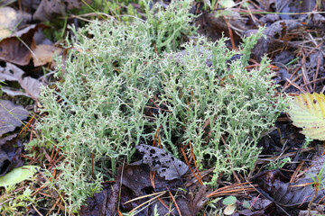 Organ-pipe lichen, Cladonia crispata, cup-bearing lichens from Finland