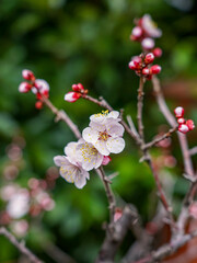 梅の季節　布多天神社（東京都調布市）