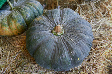 Pumpkin for sale at market stall