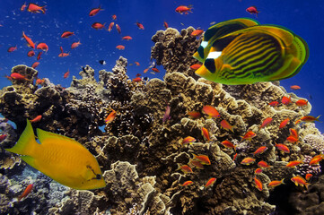 Coral Reef in the Red Sea with Lyretail Anthias - 726990411