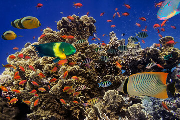 Fototapeta na wymiar Coral Reef in the Red Sea with Lyretail Anthias