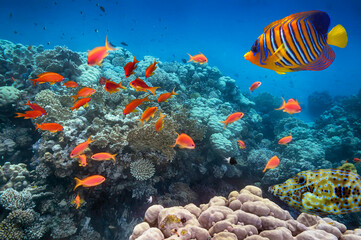 Coral Reef in the Red Sea with Lyretail Anthias - 726990442