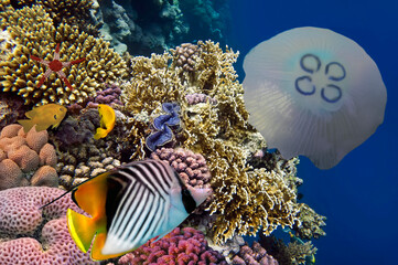 Reef with a variety of hard and soft corals - 726990459