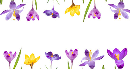  floral flat lay from purple and yellow crocus isolated on a white background. Top view and copy...