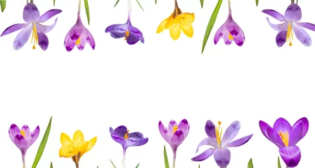 Schilderijen op glas  floral flat lay from purple and yellow crocus isolated on a white background. Top view and copy space © Yevhenii Khil