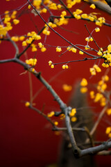 Chinese Ancient Architecture and Winter Plum Blossoms