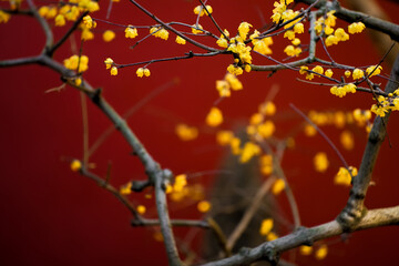 Chinese Ancient Architecture and Winter Plum Blossoms