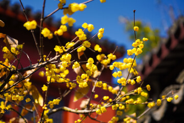 Chinese Ancient Architecture and Winter Plum Blossoms