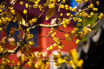 Chinese Ancient Architecture and Winter Plum Blossoms