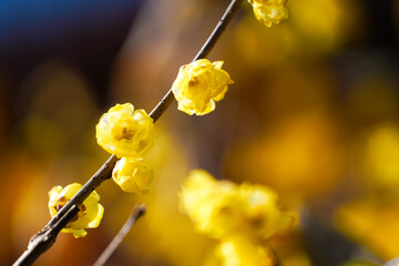Chinese Ancient Architecture and Winter Plum Blossoms
