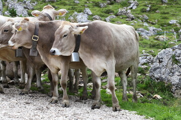 Grazing cows in Val Gardena, Groden, Dolomites, Trentino Alto-Adige, Sudtirol, Italy