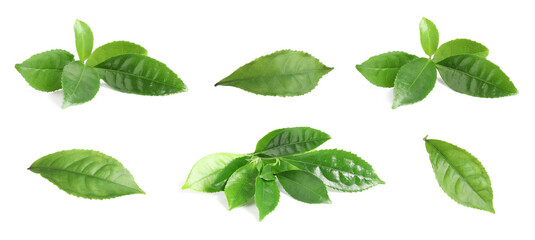 Fresh green tea leaves isolated on white, set