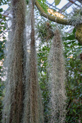 Tillandsia usneoides plant. Hanging epiphytic Spanish moss and other bromeliads on tree trunk in...