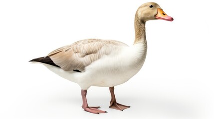white goose isolated on white background