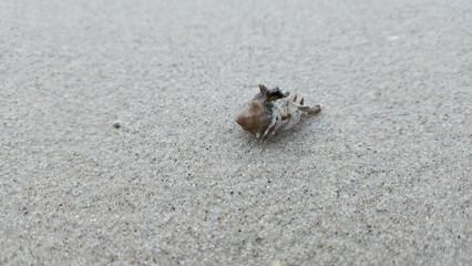 A seashell on the beach 
