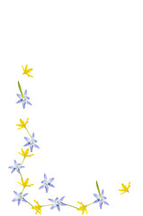  flower layout from different spring flowers isolated on a white background. Top view and copy space, minimalism